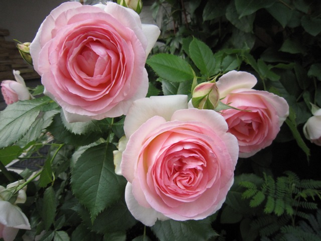 c0202870_1013575.jpg