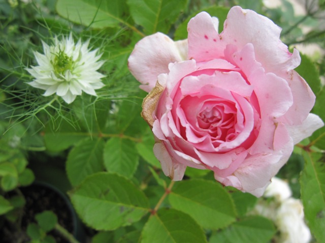 c0202870_1159986.jpg