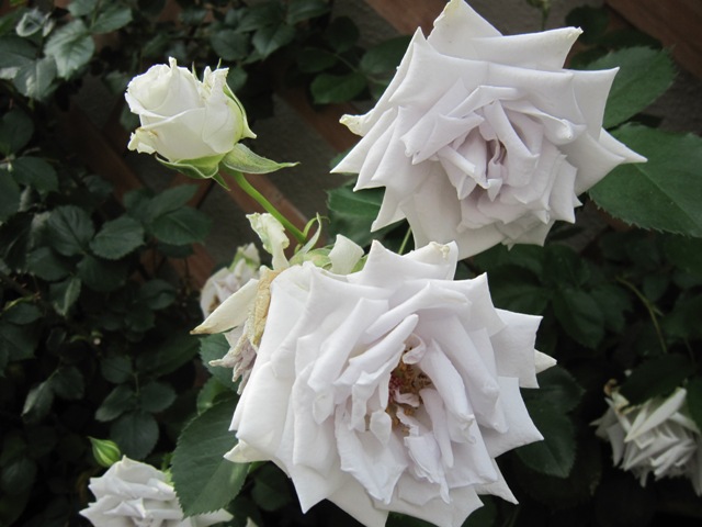 c0202870_1263421.jpg
