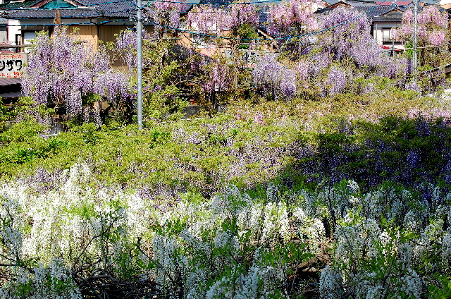 d0172270_1782068.jpg