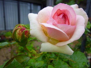 c0216472_053475.jpg