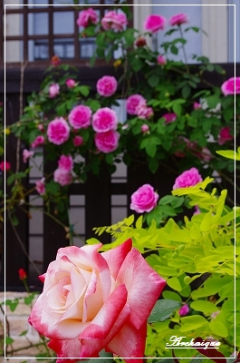 c0207890_034460.jpg