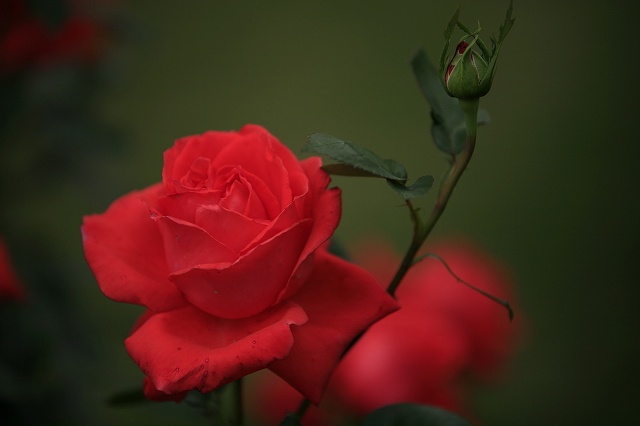 a0188405_1764770.jpg