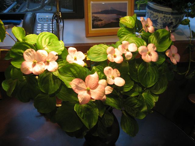 a0188405_23471188.jpg