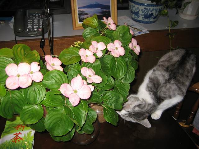 a0188405_2347185.jpg