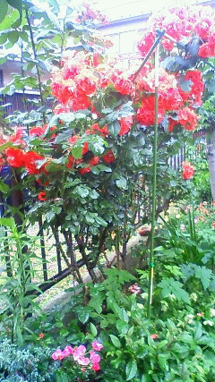 c0067209_6173368.jpg