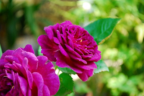 e0128909_16251995.jpg