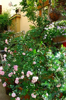 e0128909_1625497.jpg