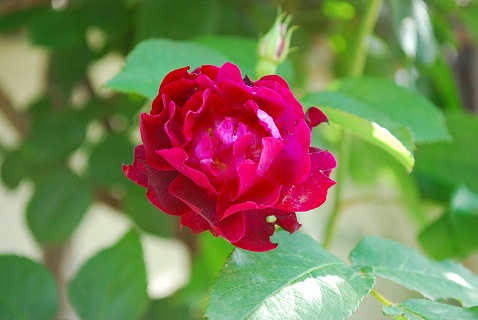 e0128909_1626481.jpg