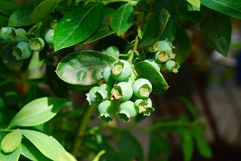 e0128909_16293123.jpg