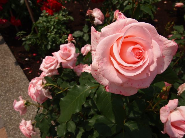 a0151615_1202017.jpg