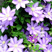 e0127622_2333633.jpg
