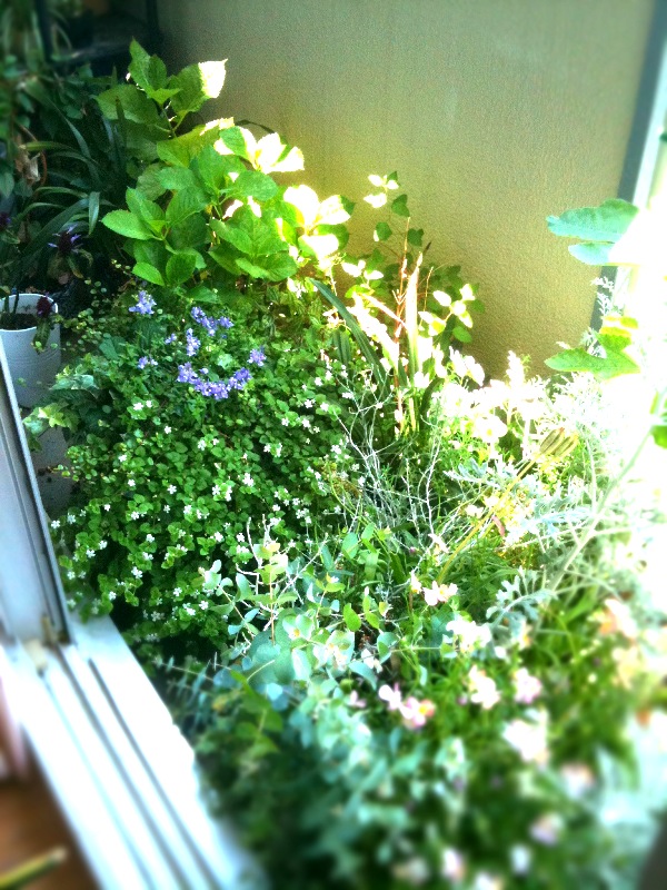 c0082534_100157.jpg