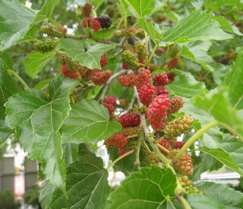 c0134734_223754.jpg