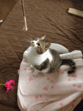 c0136736_17403660.gif