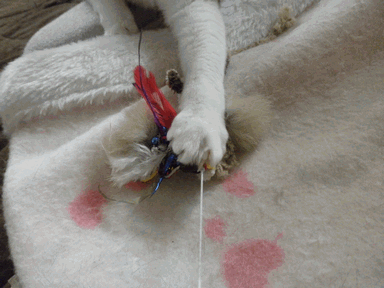 c0136736_17414826.gif