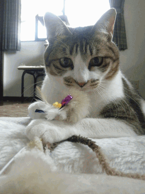 c0136736_17425297.gif