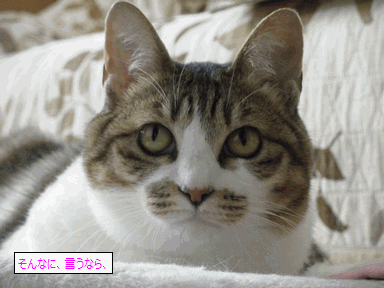 c0136736_1863862.gif