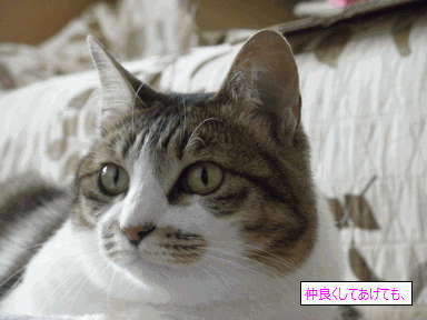 c0136736_1865140.gif