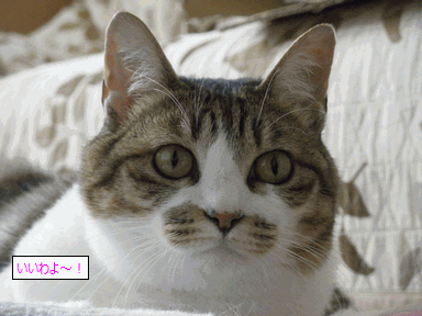 c0136736_187361.gif