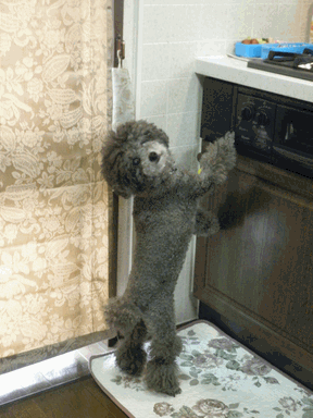 c0136736_963044.gif