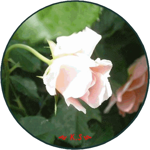 b0133752_1139071.gif