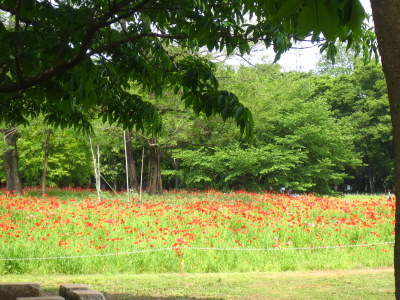 c0070372_1632145.jpg