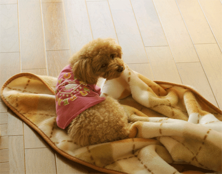 c0196673_20211098.gif