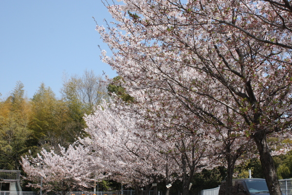 c0118387_11225049.jpg