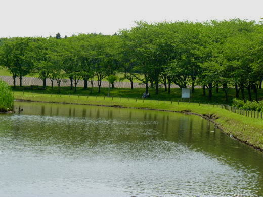 a0157892_1791135.jpg