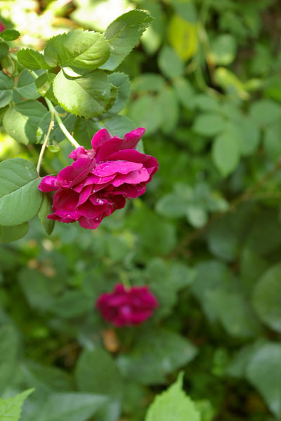 a0157595_1852141.jpg