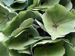 c0190010_2164159.jpg