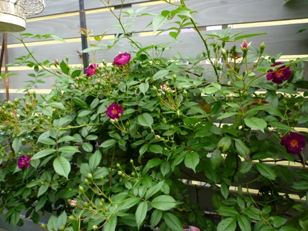 c0167112_16543475.jpg