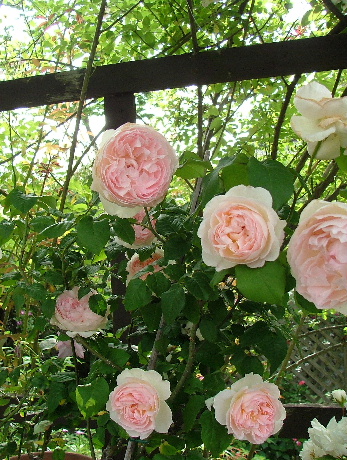 c0212214_22555594.jpg