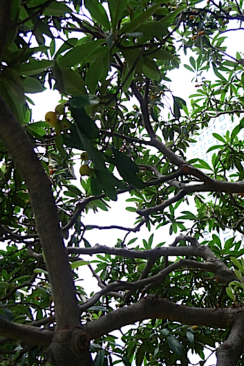 e0157816_8211170.jpg