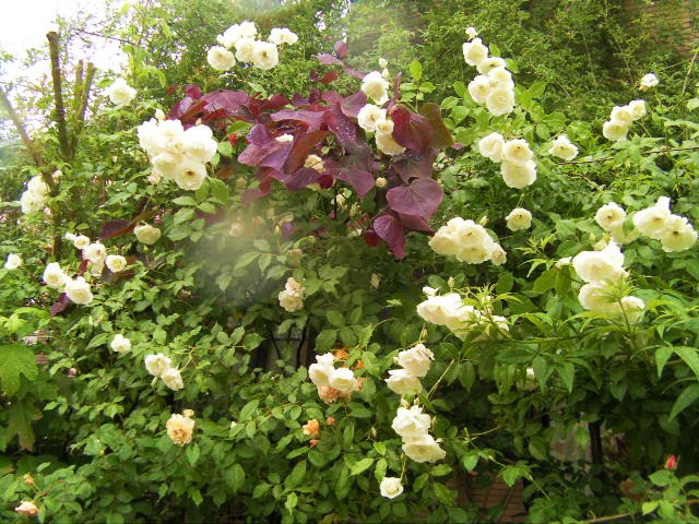 c0204121_8455080.jpg