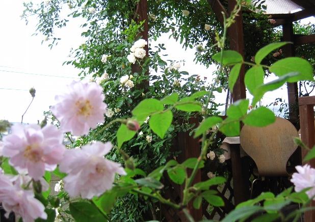 b0149340_1614461.jpg