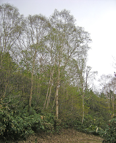 a0001354_22394950.jpg