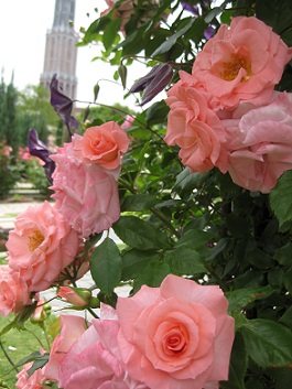 b0146955_16473677.jpg