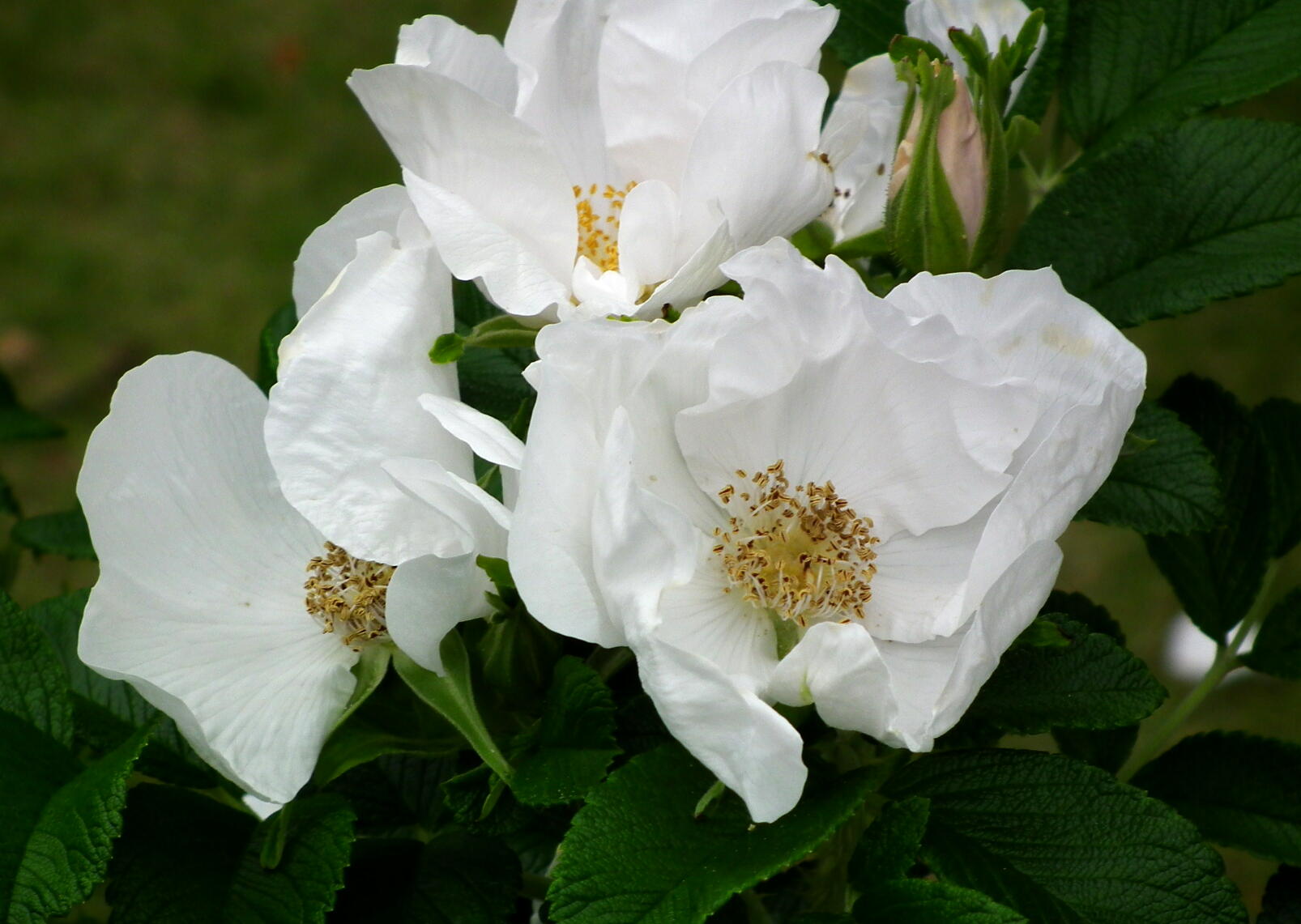 e0064158_2331717.jpg