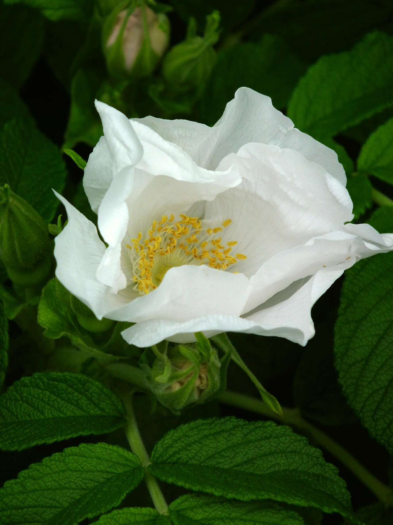 e0064158_23333883.jpg