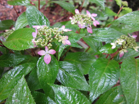 b0217364_1565524.jpg
