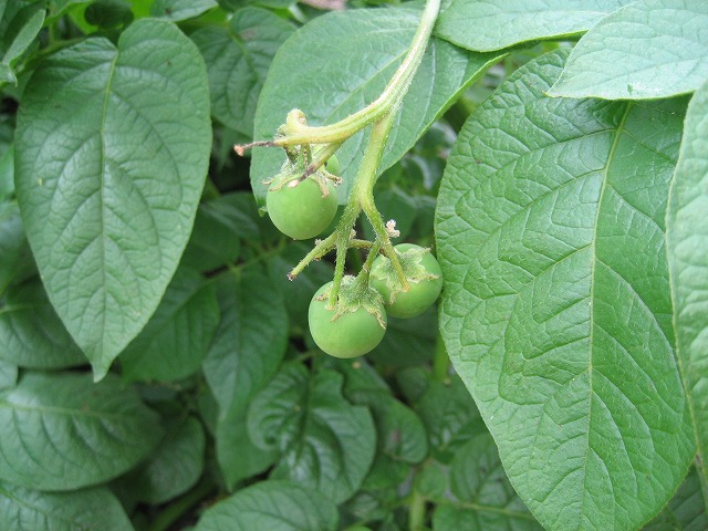 e0106372_9231394.jpg