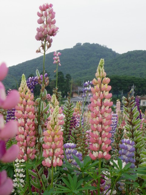 b0004675_16382218.jpg