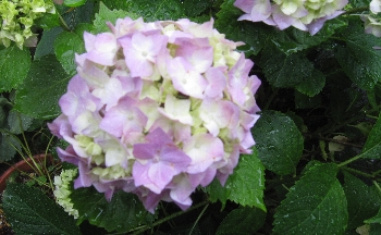 f0003283_9585068.jpg