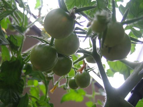 c0054118_18185866.jpg