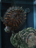 e0112619_111796.jpg