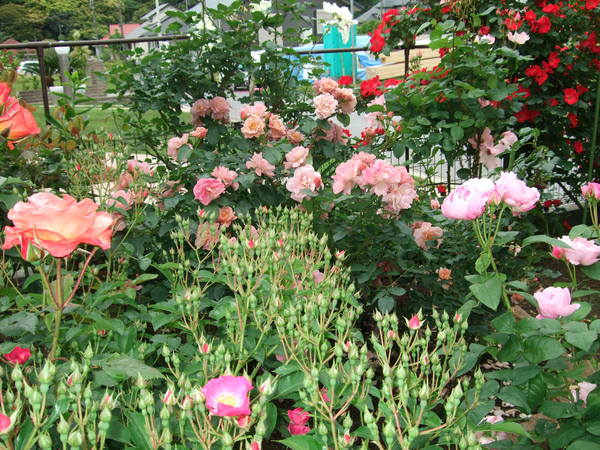 b0132024_1035272.jpg