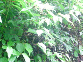 f0032125_2305964.jpg