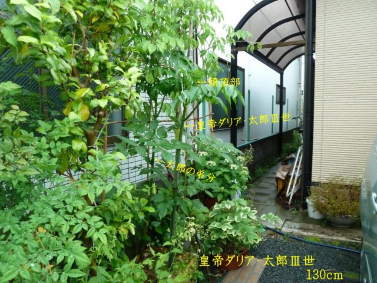 e0033229_19184972.jpg